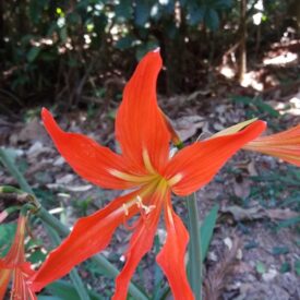 Hippeastrum striatum — foto 2 de 3 da observação 146231593 no iNaturalist
