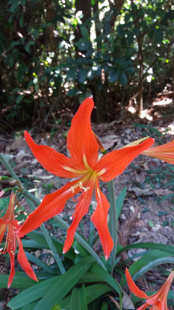 Hippeastrum striatum — foto 2 de 3 da observação 146231593 no iNaturalist