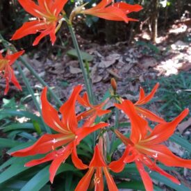 Hippeastrum striatum — foto 3 de 3 da observação 146231593 no iNaturalist