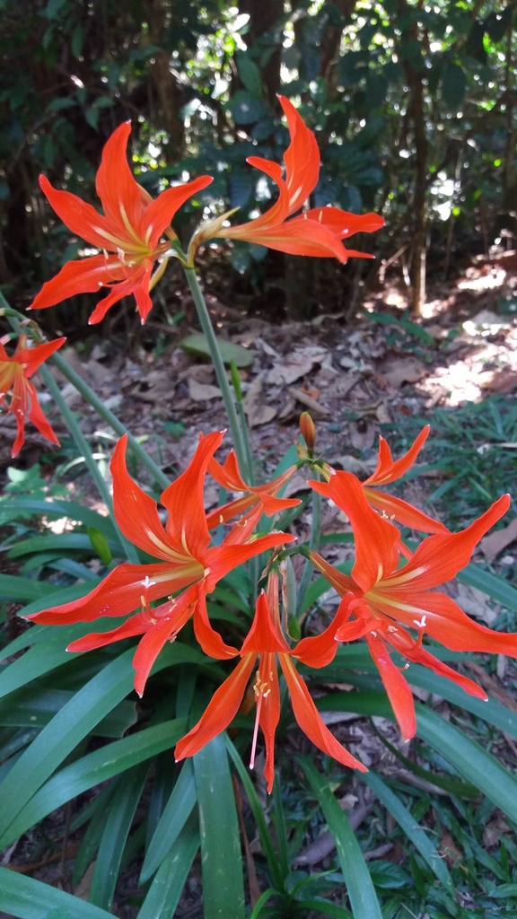 Hippeastrum striatum — foto 3 de 3 da observação 146231593 no iNaturalist