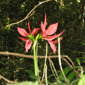 Hippeastrum aulicum — foto 2 de 2 da observação 146232346 no iNaturalist