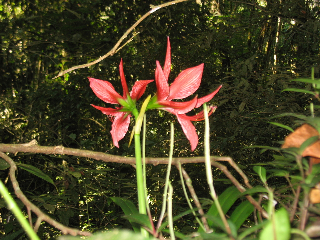 Hippeastrum aulicum — foto 2 de 2 da observação 146232346 no iNaturalist