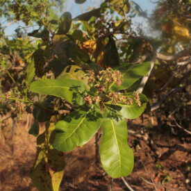 Anacardium — foto 2 de 2 da observação 146232347 no iNaturalist
