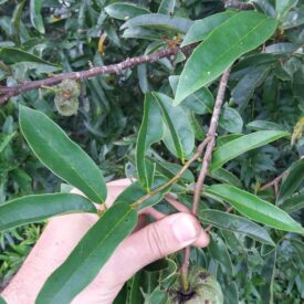 Annona rugulosa — foto 2 de 5 da observação 146232350 no iNaturalist