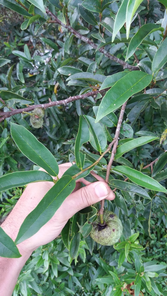 Annona rugulosa — foto 2 de 5 da observação 146232350 no iNaturalist