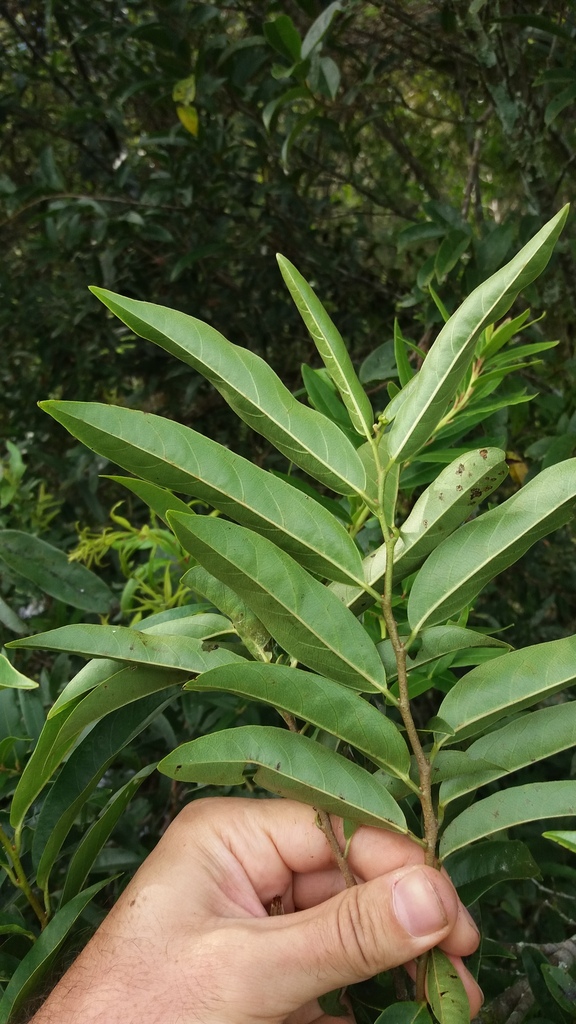 Annona rugulosa — foto 3 de 5 da observação 146232350 no iNaturalist