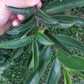 Annona rugulosa — foto 4 de 5 da observação 146232350 no iNaturalist