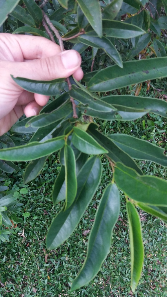 Annona rugulosa — foto 4 de 5 da observação 146232350 no iNaturalist