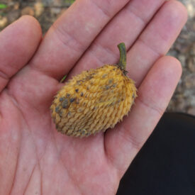 Annona sericea — foto 2 de 5 da observação 146232353 no iNaturalist