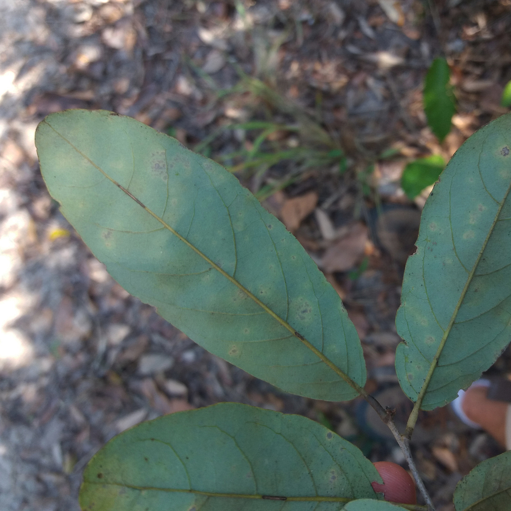 Annona sericea — foto 3 de 5 da observação 146232353 no iNaturalist