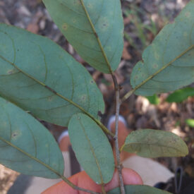 Annona sericea — foto 4 de 5 da observação 146232353 no iNaturalist