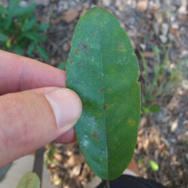 Annona sericea — foto 5 de 5 da observação 146232353 no iNaturalist