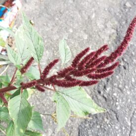 Amaranthus hybridus — foto 2 de 2 da observação 146713321 no iNaturalist