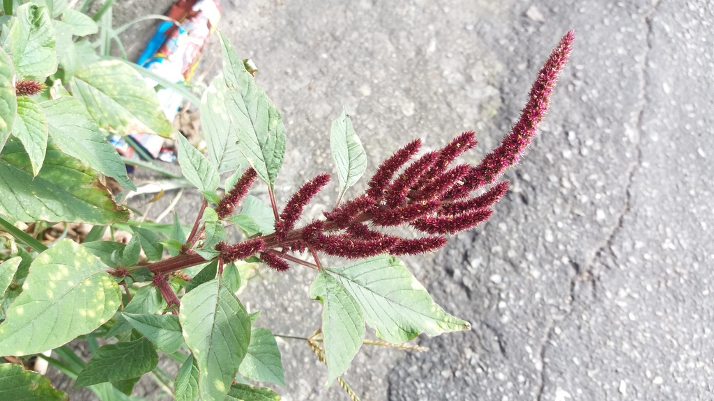 Amaranthus hybridus — foto 2 de 2 da observação 146713321 no iNaturalist