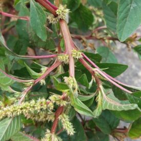 Amaranthus spinosus — foto 2 de 2 da observação 146713322 no iNaturalist