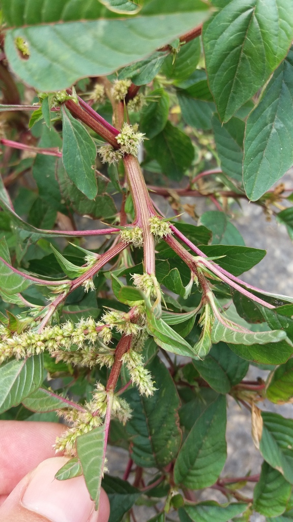 Amaranthus spinosus — foto 2 de 2 da observação 146713322 no iNaturalist