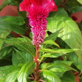 Celosia spicata — foto 2 de 3 da observação 146713326 no iNaturalist