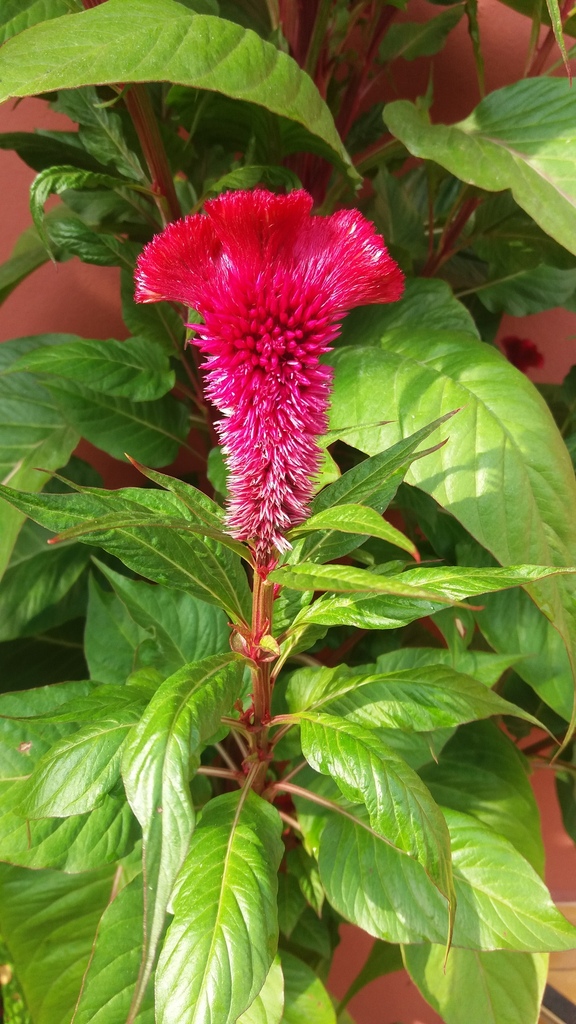 Celosia spicata — foto 2 de 3 da observação 146713326 no iNaturalist