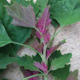 Chenopodium giganteum — foto 2 de 2 da observação 146713327 no iNaturalist