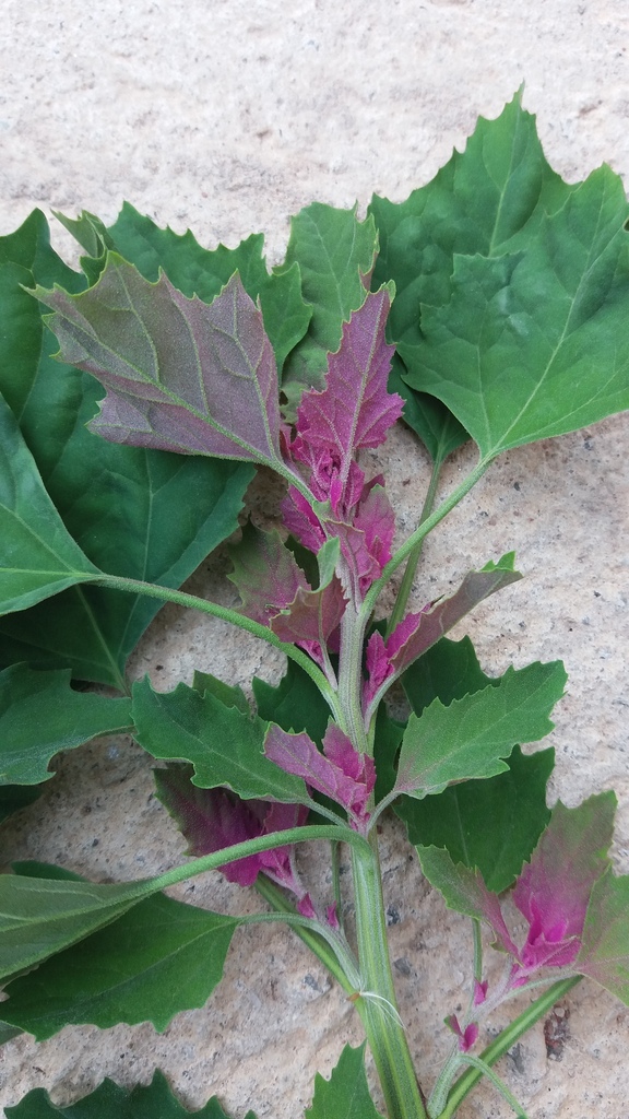 Chenopodium giganteum — foto 2 de 2 da observação 146713327 no iNaturalist