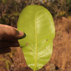 Anacardium nanum — foto 2 de 3 da observação 146716145 no iNaturalist