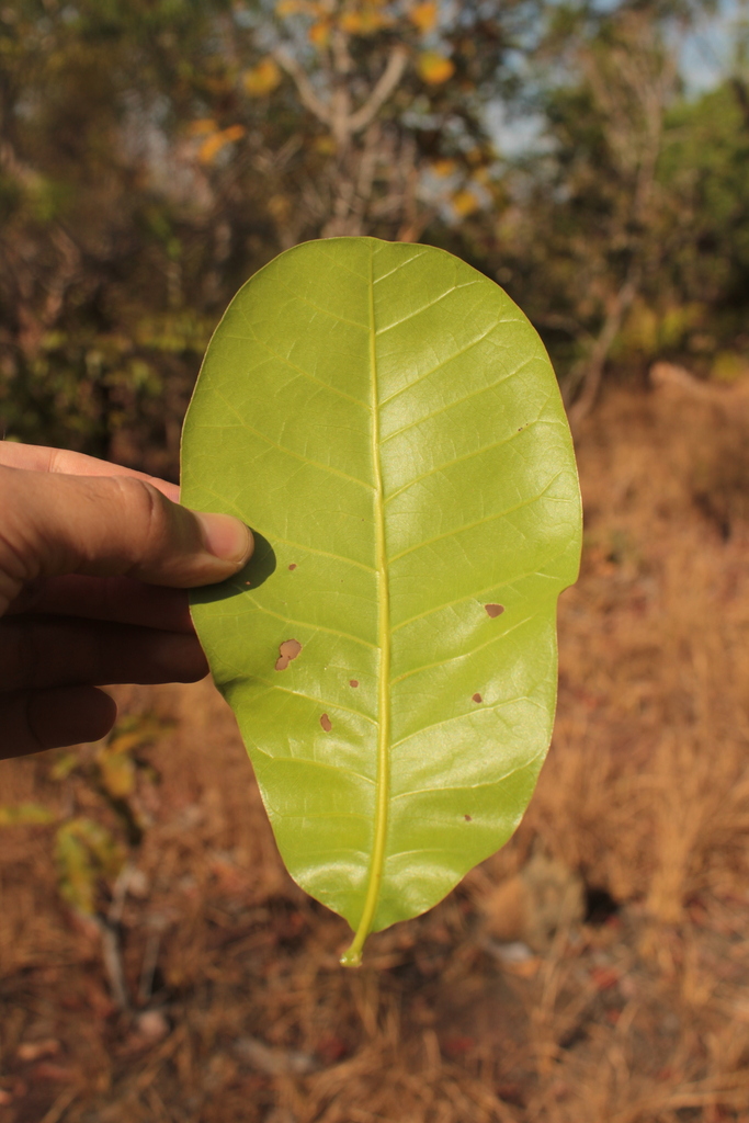 Anacardium nanum — foto 2 de 3 da observação 146716145 no iNaturalist