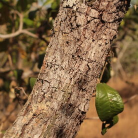Anacardium nanum — foto 3 de 3 da observação 146716145 no iNaturalist
