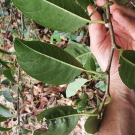 Annona glabra — foto 2 de 4 da observação 146717987 no iNaturalist