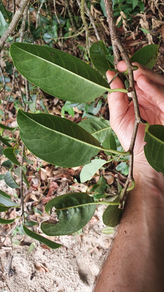 Annona glabra — foto 2 de 4 da observação 146717987 no iNaturalist