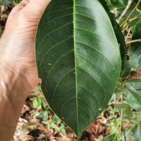 Annona glabra — foto 3 de 4 da observação 146717987 no iNaturalist