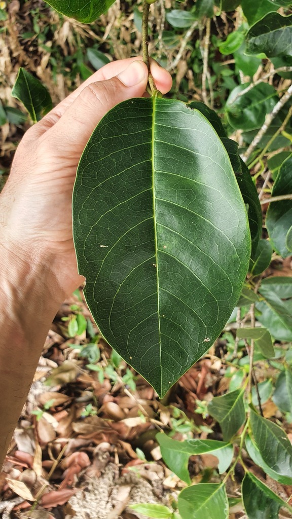 Annona glabra — foto 3 de 4 da observação 146717987 no iNaturalist