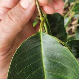 Annona glabra — foto 4 de 4 da observação 146717987 no iNaturalist