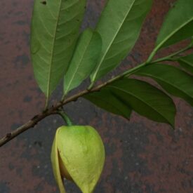 Annona montana — foto 3 de 3 da observação 146717988 no iNaturalist