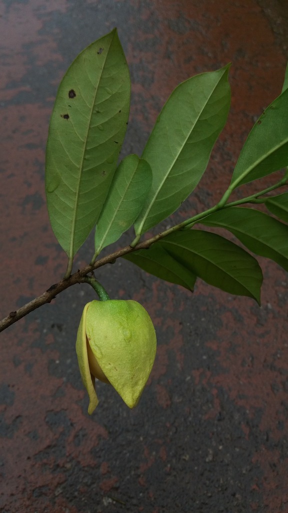 Annona montana — foto 3 de 3 da observação 146717988 no iNaturalist