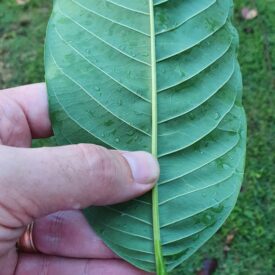 Annona mucosa — foto 2 de 4 da observação 146717989 no iNaturalist