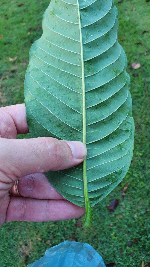 Annona mucosa — foto 2 de 4 da observação 146717989 no iNaturalist