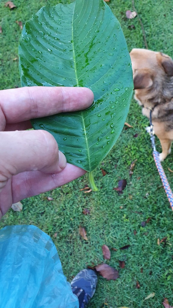 Annona mucosa — foto 3 de 4 da observação 146717989 no iNaturalist