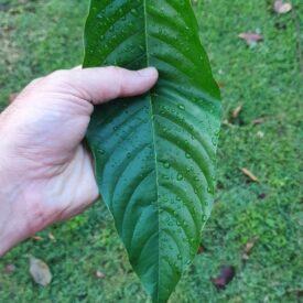 Annona mucosa — foto 4 de 4 da observação 146717989 no iNaturalist