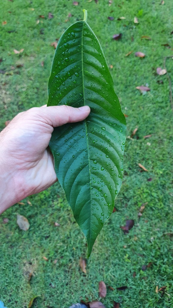 Annona mucosa — foto 4 de 4 da observação 146717989 no iNaturalist