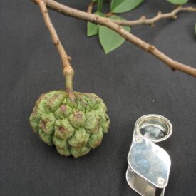Annona sylvatica — foto 2 de 5 da observação 146717990 no iNaturalist