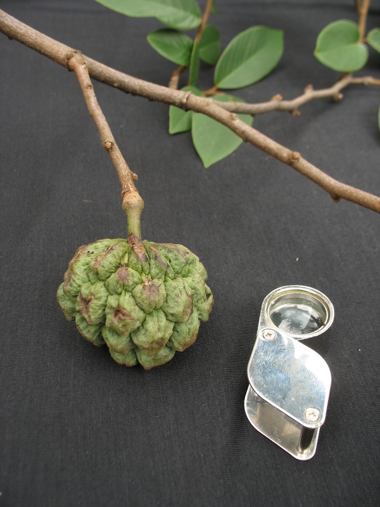 Annona sylvatica — foto 2 de 5 da observação 146717990 no iNaturalist