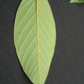 Annona sylvatica — foto 4 de 5 da observação 146717990 no iNaturalist