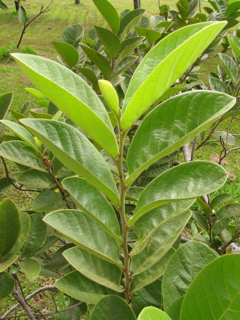 Annona dioica — foto 2 de 3 da observação 146718647 no iNaturalist