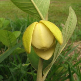 Annona dioica — foto 3 de 3 da observação 146718647 no iNaturalist