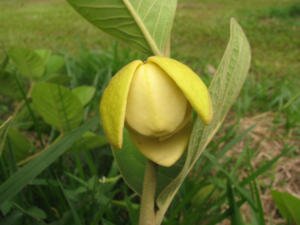 Annona dioica — foto 3 de 3 da observação 146718647 no iNaturalist