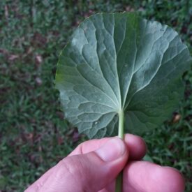 Centella asiatica — foto 2 de 3 da observação 146718649 no iNaturalist