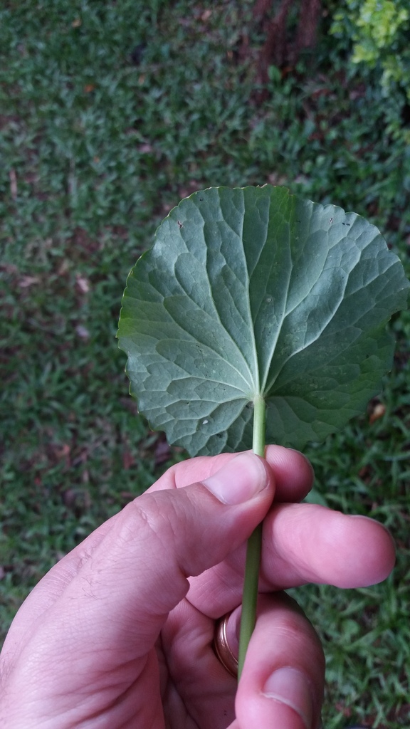 Centella asiatica — foto 2 de 3 da observação 146718649 no iNaturalist