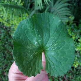 Centella asiatica — foto 3 de 3 da observação 146718649 no iNaturalist