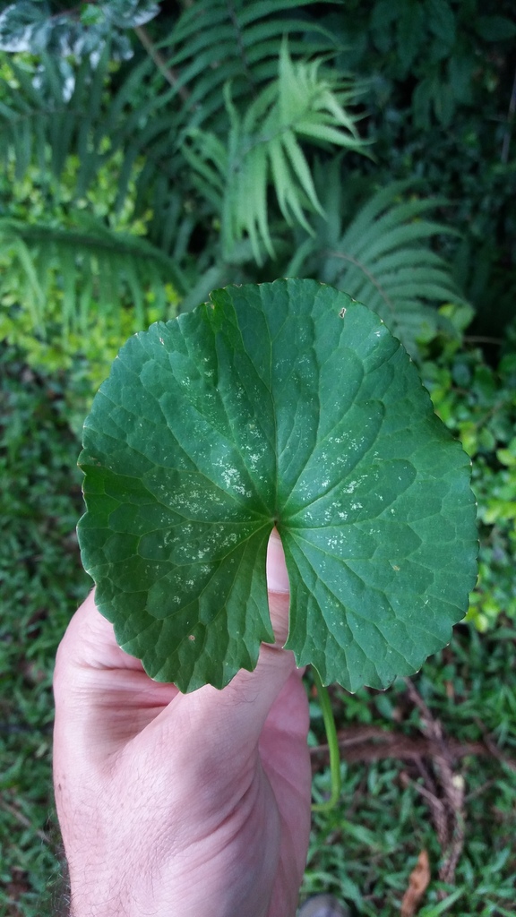 Centella asiatica — foto 3 de 3 da observação 146718649 no iNaturalist