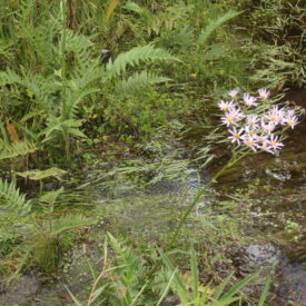 Senecio erisithalifolius — foto 2 de 7 da observação 147217022 no iNaturalist